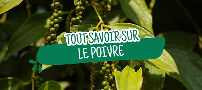tout-savoir-poivre 